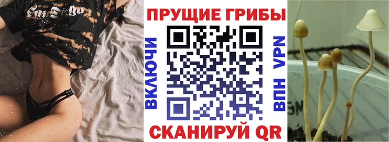 Галлюциногенные грибы Psilocybe  где можно купить наркотик  Бирюсинск 